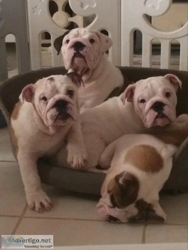 English Bulldog Puppies - World Champ Bloodlines