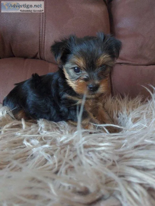5 weeks Yorkie ready to go