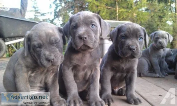 Beautiful Cane Corso Puppies