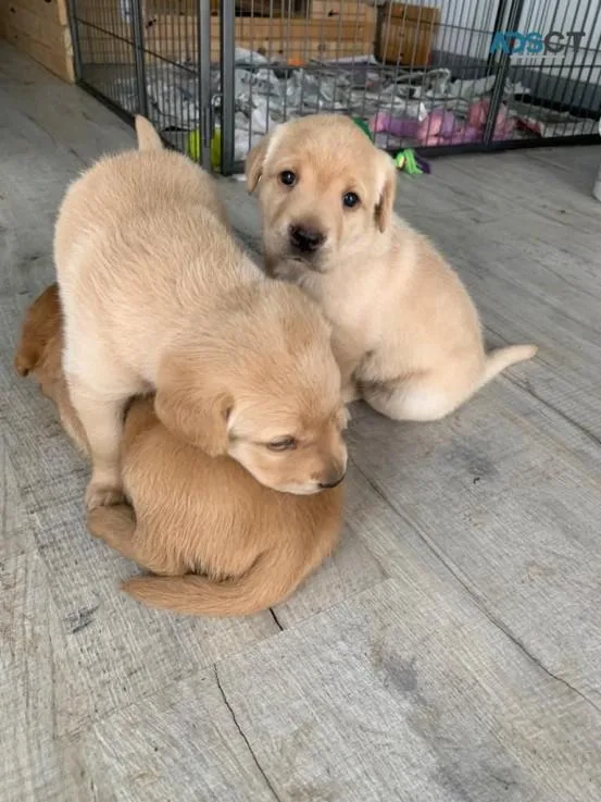 Labrador Retriever Puppies AKC Registered