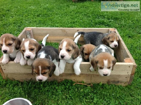 Tri Coloured Beagles Puppies Ready Now
