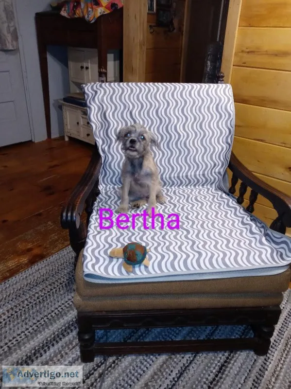 Brussels Griffons