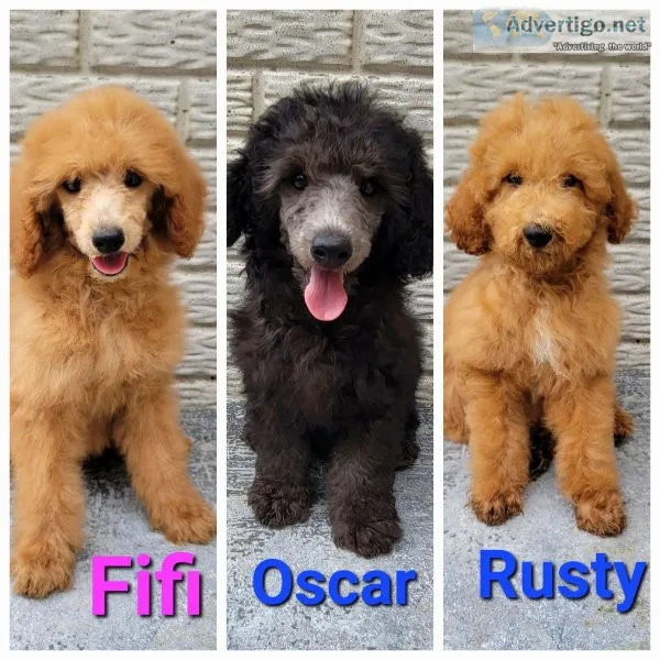 Poodle puppies