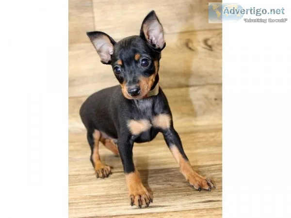 Miniature Pinscher Puppies