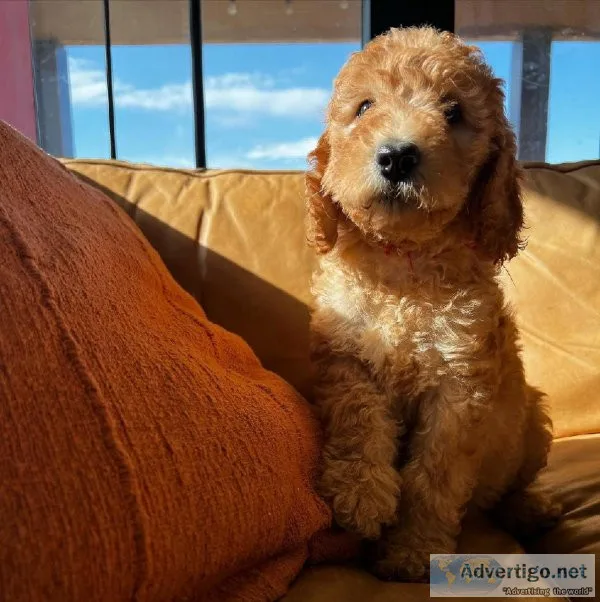 F1 Mini Goldendoodle Puppies