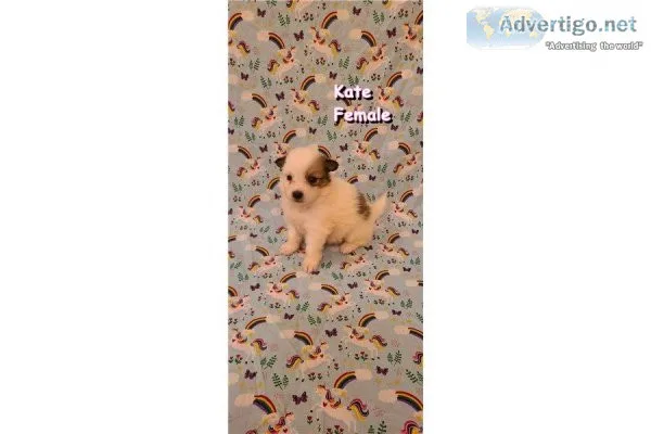 CKC Pomimo Puppies