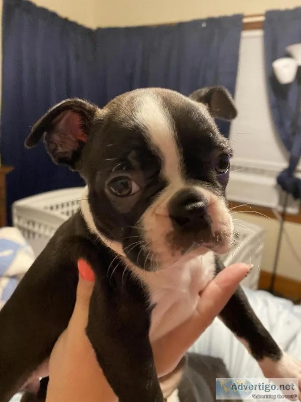 Boston Terrier Puppies