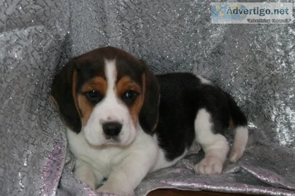 Beagle puppies for rehoming.