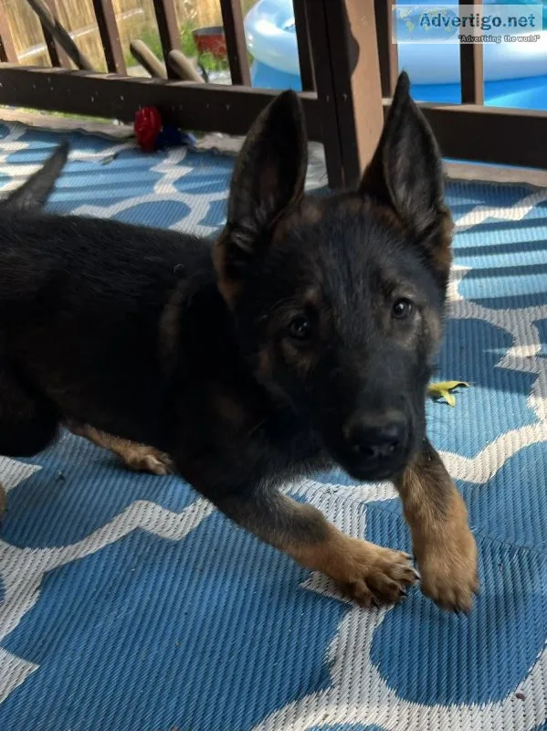 12 week old German shepherd