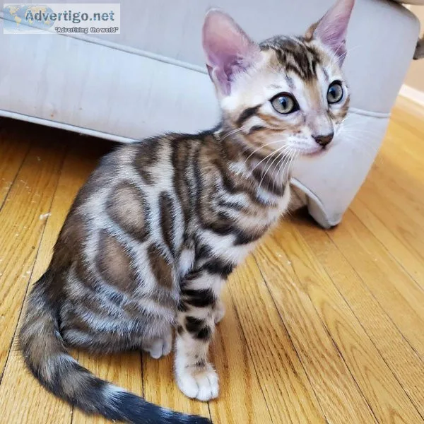 Bengal Kitten