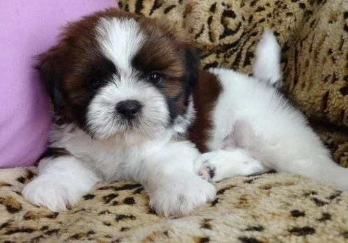 Shih tzu puppies available.