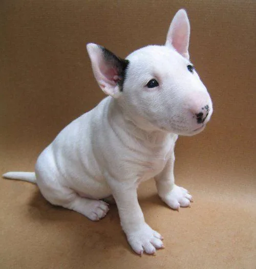 Bull Terrier Puppies