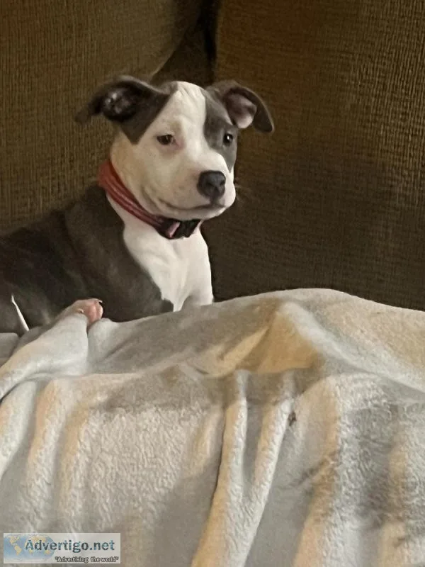 Blue nose pit puppy&rsquos