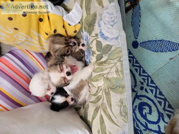 Long haired chihuahuashih tzu puppies