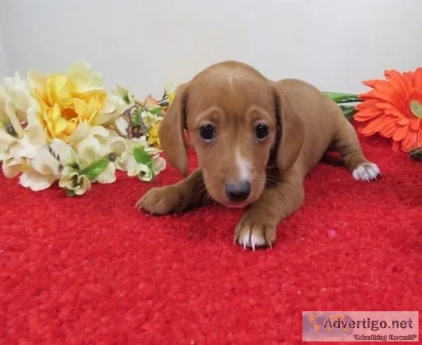 Beautiful Dachshund puppies