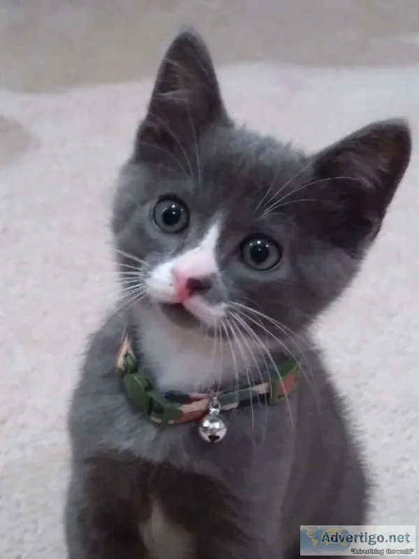 Free Adorable Kitten to a Good Home