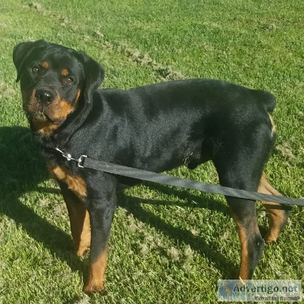 AKC Rottweiler puppy