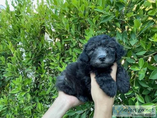 Schnoodle Puppies