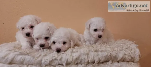 Bichon Frise