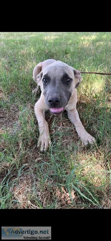 Gorgeous Blue fawn female pit