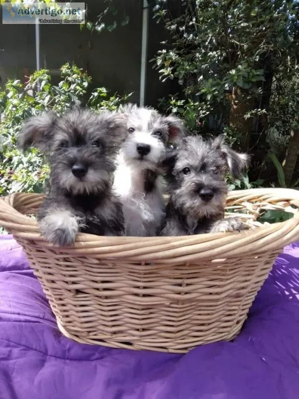 Miniature Schnauzer Puppies
