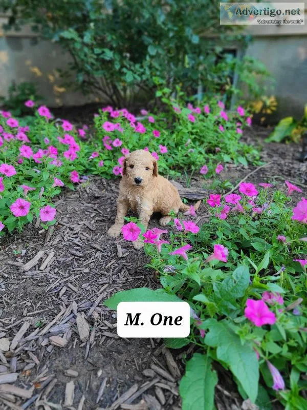 Goldendoodle One