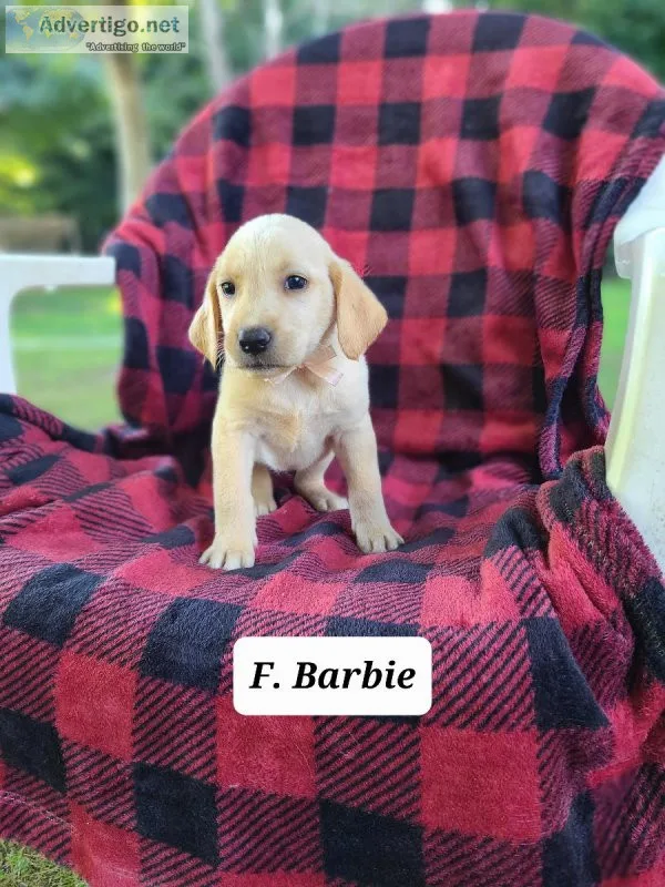 Labrador Retriever Barbie