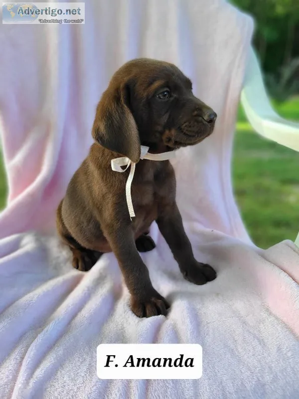 Labrador Retriever Amanda