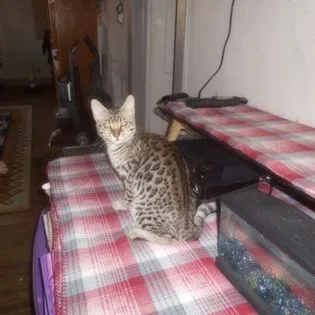 Safari cat