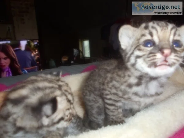 Geoffroy cat