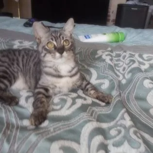 Safari cat