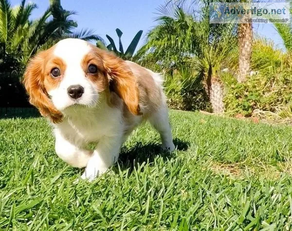 Cavalier King Charles Spaniel