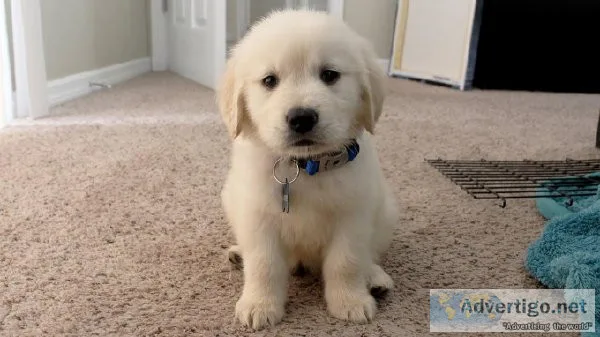 F1b mini goldendoodle puppies