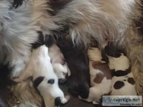 CKC Shih Tzu puppies