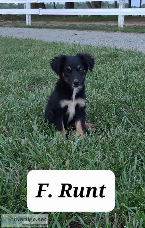 Mini Australian Shepherd Runt