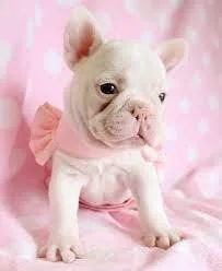 French Bulldogs AKC reg
