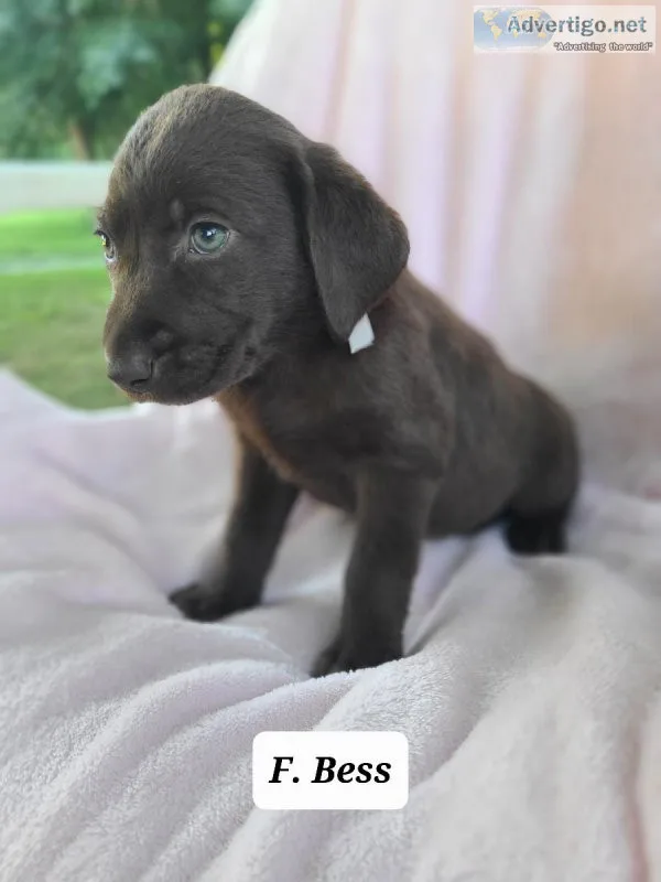 Labrador Retriever Bess