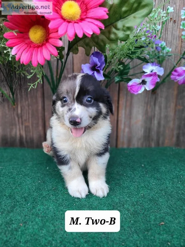 Mini Australian Shepherd Two-B