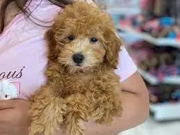 Gorgeous purebred dark red toy poodle puppies