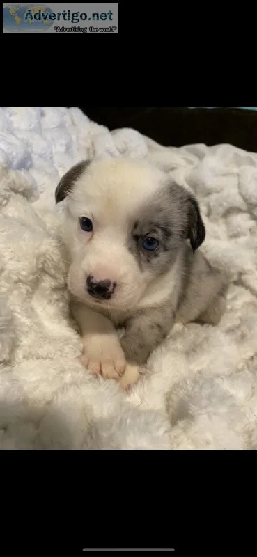 Gorgeous designer dog  French bulldog x corgi female