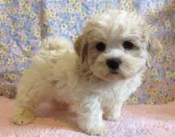 Tiny Maltese and Poodle (Maltipoo) Puppies