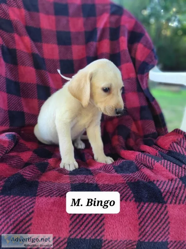 Labrador Retriever Bingo