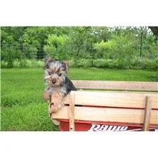 Ruby Yorkshire Terrier - Yorkie