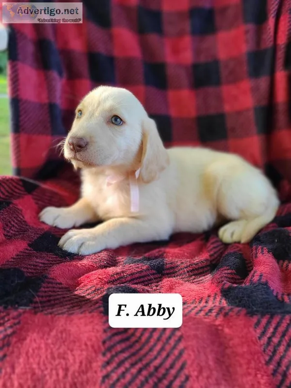 Labrador Retriever Abby