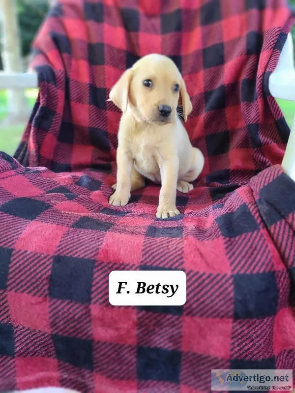 Labrador Retriever Betsy