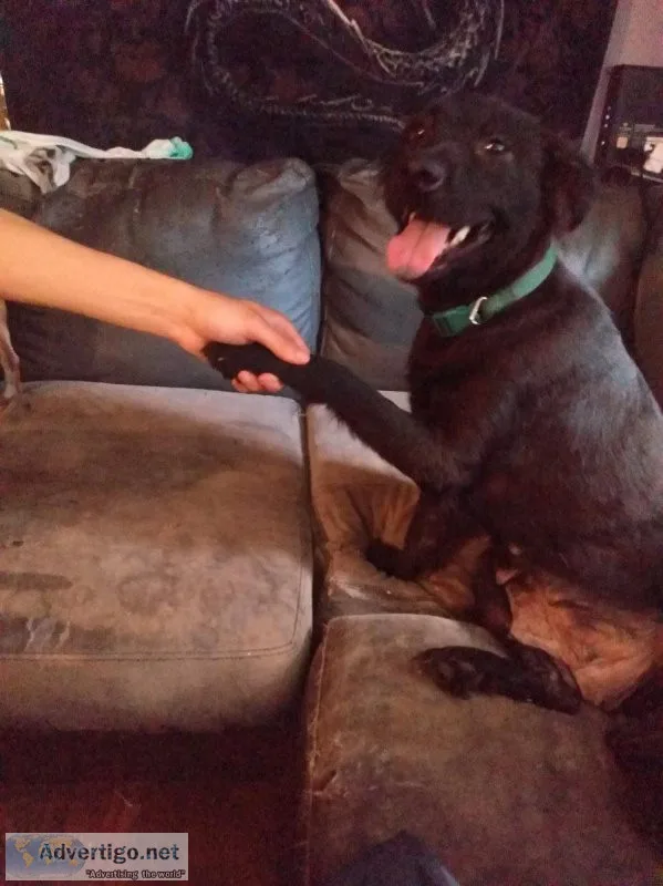 Black lab