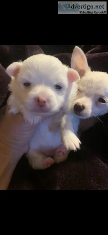 Solid white long haired Teacup chihuahua