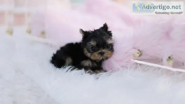 Toy YorkiPoo puppies