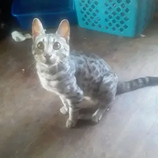 Safari cat