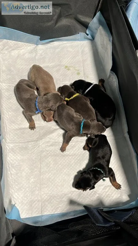 American Doberman Pinscher